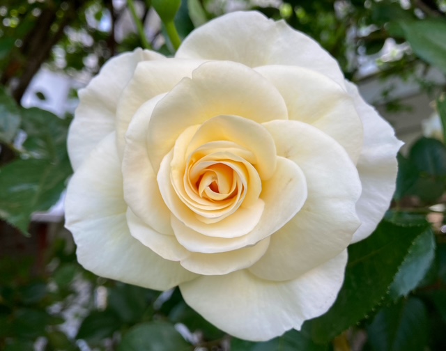 Why Roses Have Thorns – George Tsakraklides